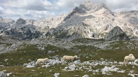 Schafe-Laufen-Vor-Majestätischer-Bergkulisse