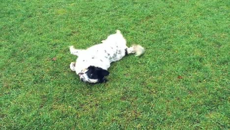 Spotted-white-dog-with-black-around-the-eye-plays-on-grass-playfully