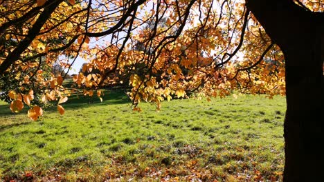 Video-Corto-De-Un-Hermoso-árbol,-En-Un-Agradable-Y-Soleado-Día-De-Noviembre-En-El-Reino-Unido