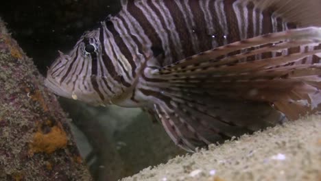 Lionfish-at-Junkyard-14