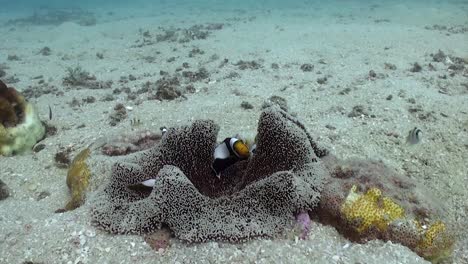 Saddleback-Anemonefish-in-anemone