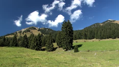 Mountain-pasture-with-cows-in-the-Bavarian-Alps-near-Sudelfeld,-Germany-12