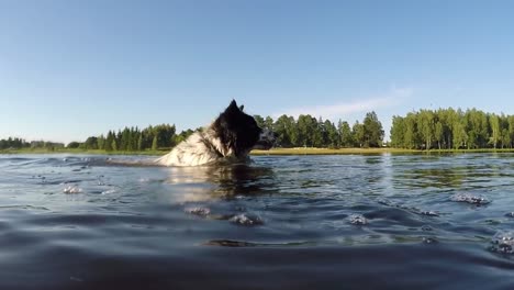 Spotted-white-dog-with-black-around-the-eye-swimming-in-the-river-1
