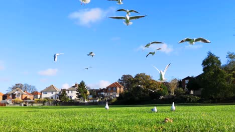 Beautiful-image-of-seagulls-flying-away-on-an-empty-field-in-Southampton,-UK