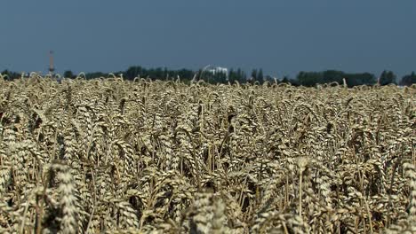 Medium-shot-of-wheat-field-in-Magdeburger-Boerde-a-few-minutes-before-harvest,-Germany