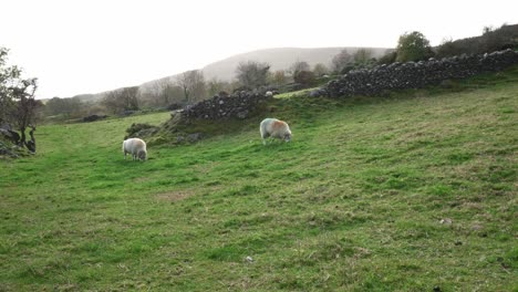 Zwei-Grasende-Schafe-Auf-Einem-Grasbewachsenen-Hügel