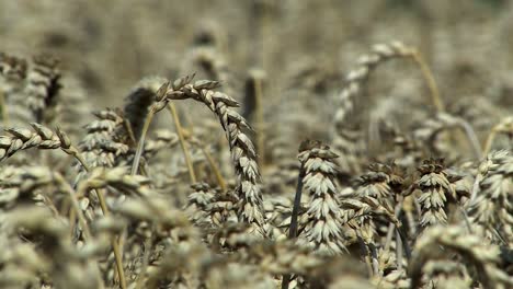 Close-up-of-wheat-field-in-Magdeburger-Boerde-a-few-minutes-before-harvest,-Germany