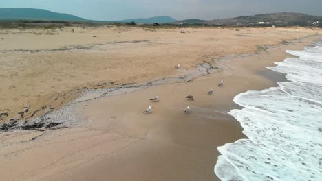Drone-parallax-footage-around-seagulls-on-the-beach-in-Sozopol,-Bulgaria