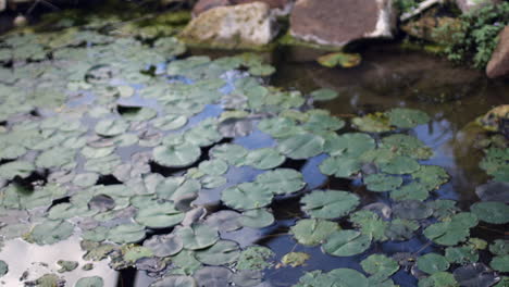Pulled-focus-shot-of-lily-pads-in-pond-with-rocks-in-background