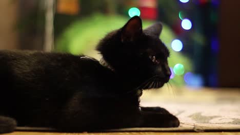 Schwarze-Katze,-Die-Auf-Einem-Teppich-Neben-Einem-Blinkenden-Weihnachtsbaum-Liegt-1