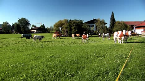 Grassland-and-meadow-with-cows-in-Bavaria,-Germany-4