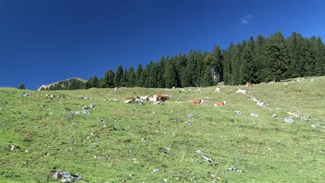 Pan-shot-of-mountain-pasture-with-cows-in-the-Bavarian-Alps-near-Sudelfeld,-Germany