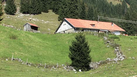 Mountain-pasture-with-cows-in-the-Bavarian-Alps-near-Sudelfeld,-Germany-13