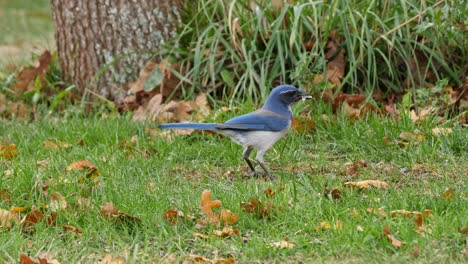 It's-fall,-and-a-California-Scrub-Jay-picks-at-seeds-on-the-ground-before-flying-off
