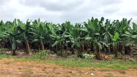 Driving-by-a-banana-plantation-in-the-Ecuador-rural-area-filming-with-stabilizer-from-a-moving-car-2