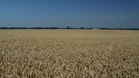 Big-pan-shot-of-wheat-field-in-Magdeburger-Boerde-a-few-minutes-before-harvest,-Germany