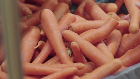 Eine-Karotte-Von-Einem-Karottenhecht-Pflücken