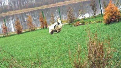 Gefleckter-Weißer-Hund-Mit-Schwarzem-Um-Das-Auge-Spielt-Spielerisch-Auf-Gras-1