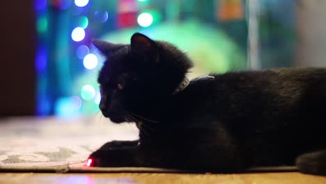 Gato-Negro-Tirado-En-Una-Alfombra-Junto-A-Un-árbol-De-Navidad-Intermitente-2