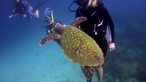 Hawksbill-turtle-and-divers-2