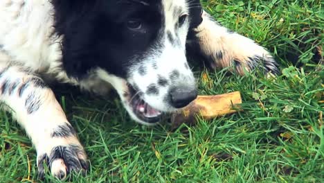 Spotted-white-dog-with-black-around-the-eye-eats-apple-on-grass