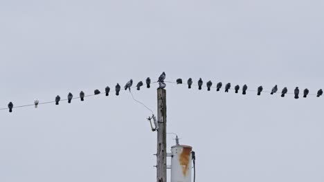 A-flock-of-pigeons-on-a-power-line,-some-preening,-some-resting