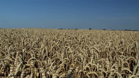 Pan-shot-of-wheat-field-in-Magdeburger-Boerde-a-few-minutes-before-harvest,-Germany
