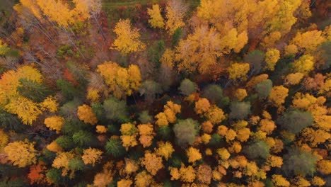 Aerial-view-straight-down-moving-over-an-autumn-forest-in-Sweden