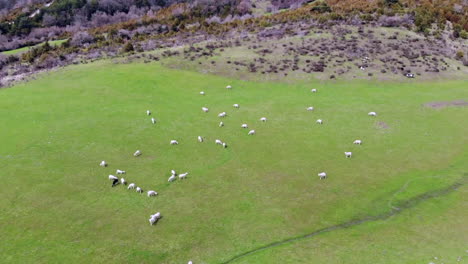Aerial-of-green-field-with-herd-of-white-sheep