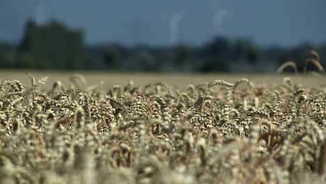 Wheat-field-in-Magdeburger-Boerde-a-few-minutes-before-harvest,-Germany