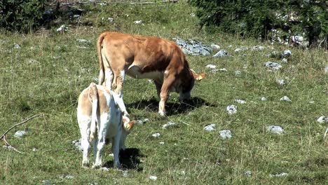 Pastos-De-Montaña-Con-Vacas-En-Los-Alpes-Bávaros-Cerca-De-Sudelfeld,-Alemania-9