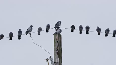 A-flock-of-pigeons-on-a-power-line,-some-preening,-some-resting,-one-is-sitting-directly-on-the-pole