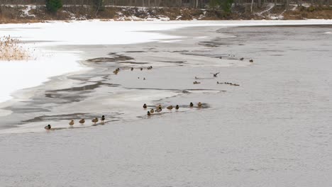 Bunch-of-ducks-sitting-on-the-edge-of-ice-in-river-distant