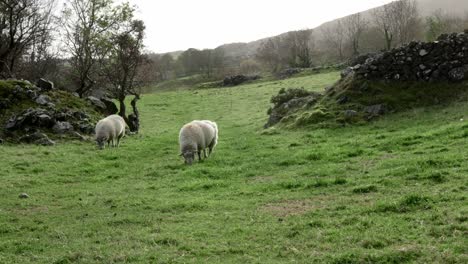 Two-sheep-grazing-on-a-grassy-hill-in-Ireland-with-trees-and-bushes-in-the-background