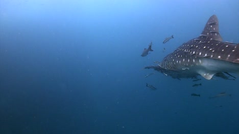Whale-shark-at-Koh-Tao-4