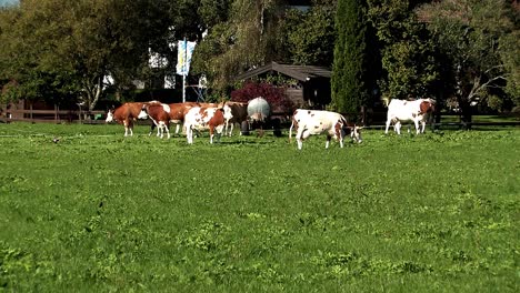 Pastizales-Y-Prados-Con-Vacas-En-Baviera,-Alemania-2