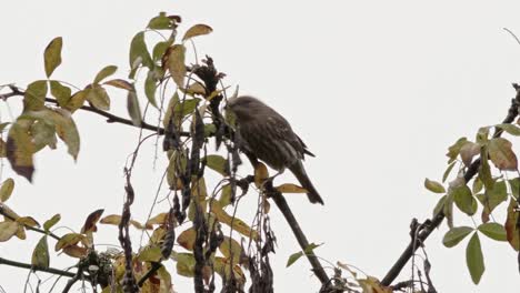Fall-has-come,-a-female-House-Finch-pecks-at-a-tree-and-hops-from-one-branch-to-another