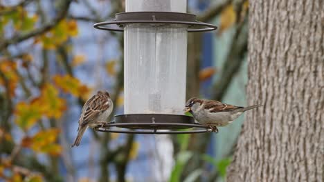 Haussperlinge-Versammeln-Sich-Im-Herbst-Um-Das-Futterhäuschen-Für-Vögel