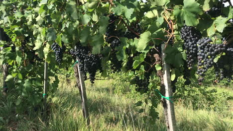 Red-grapes-hanging-from-vines-in-vineyard