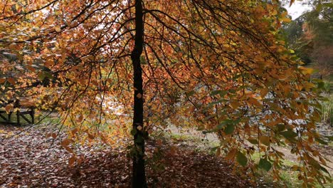 Schöner-Herbstbaum-In-Großbritannien