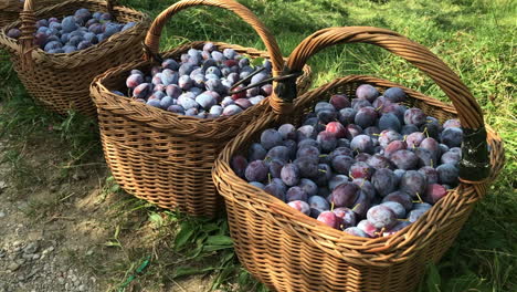 Fresh-picked-Purple-plums-in-brown-woven-basket-sitting-on-green-grass