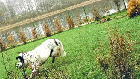 Gefleckter-Weißer-Hund-Mit-Schwarzem-Um-Das-Auge-Läuft-Durch-Das-Gras