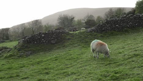 White-sheep-grazing-on-sloping-farmland-hill-beside-an-old-wall