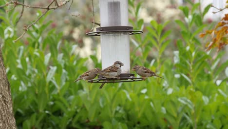 House-Sparrows-congregate-around-the-feeder