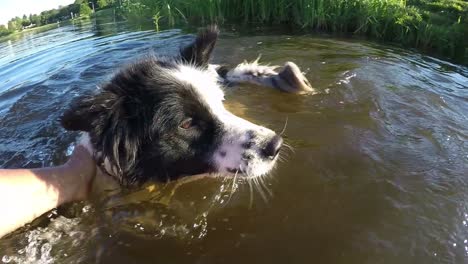 Gefleckter-Weißer-Hund-Mit-Schwarzem-Auge,-Der-Im-Fluss-Schwimmt-3