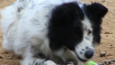Gefleckter-Weißer-Hund-Mit-Schwarzem-Auge-Und-Seinem-Spielzeugball