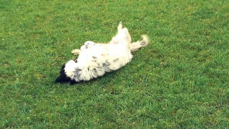 Gefleckter-Weißer-Hund-Mit-Schwarz-Um-Das-Auge,-Der-Freudig-Mit-Einem-Gelben-Apfel-Auf-Dem-Gras-Spielt