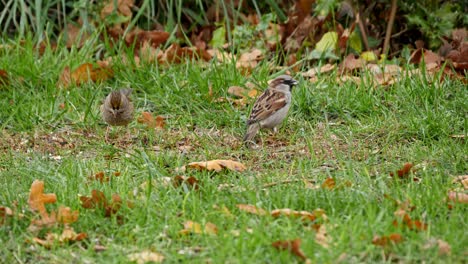 Two-sparrows-happily-peck-at-seeds-in-the-grass