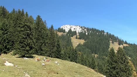 Mountain-pasture-with-cows-in-the-Bavarian-Alps-near-Sudelfeld,-Germany-10