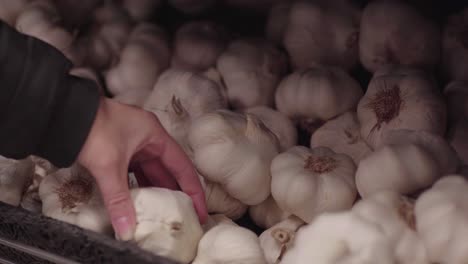 Picking-an-garlic-from-a-pile-of-garlics
